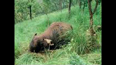 Autopsy confirms jumbos died of electric shock