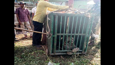 Leopard rescued from pipeline