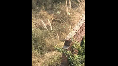 Trapped fishing cat mistaken for leopard in Greater Noida