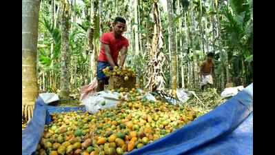 Adulteration mafia hits areca nut trade in Shivamogga