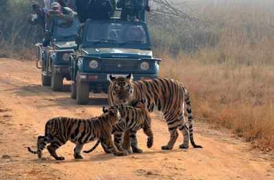 String of new road projects in Maharashtra to cut off tiger corridors