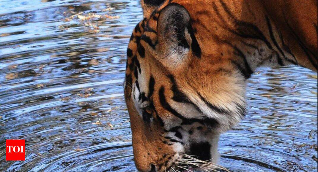 String Of New Road Projects In Maharashtra To Cut Off Tiger Corridors India News Times Of India