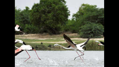 Migratory birds come back to Magadi Lake this year