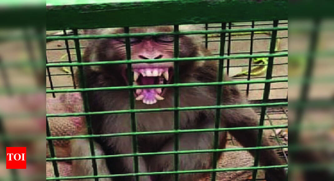 Runkata residents capture monkey that killed infant weeks ago Agra