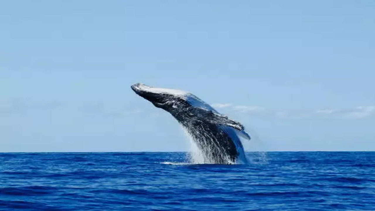 Whale songs' changing pitch may be response to climate changes