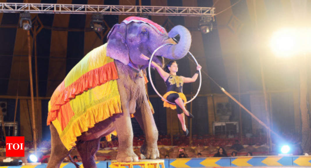 essay on circus for class 8