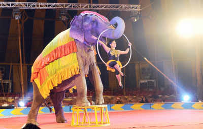 Centre proposes ban on all animals in circuses | India News - Times of India