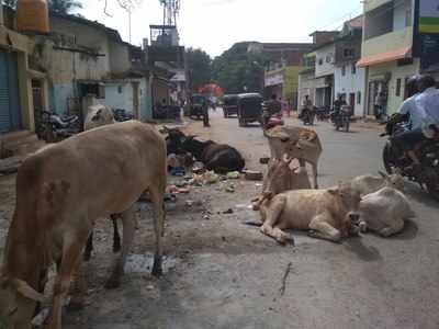 cattles in chann pet road