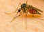 Dengue: Prevention and precautions