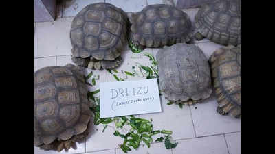 Madhya Pradesh: Two smugglers held with 6 exotic tortoises in Seoni