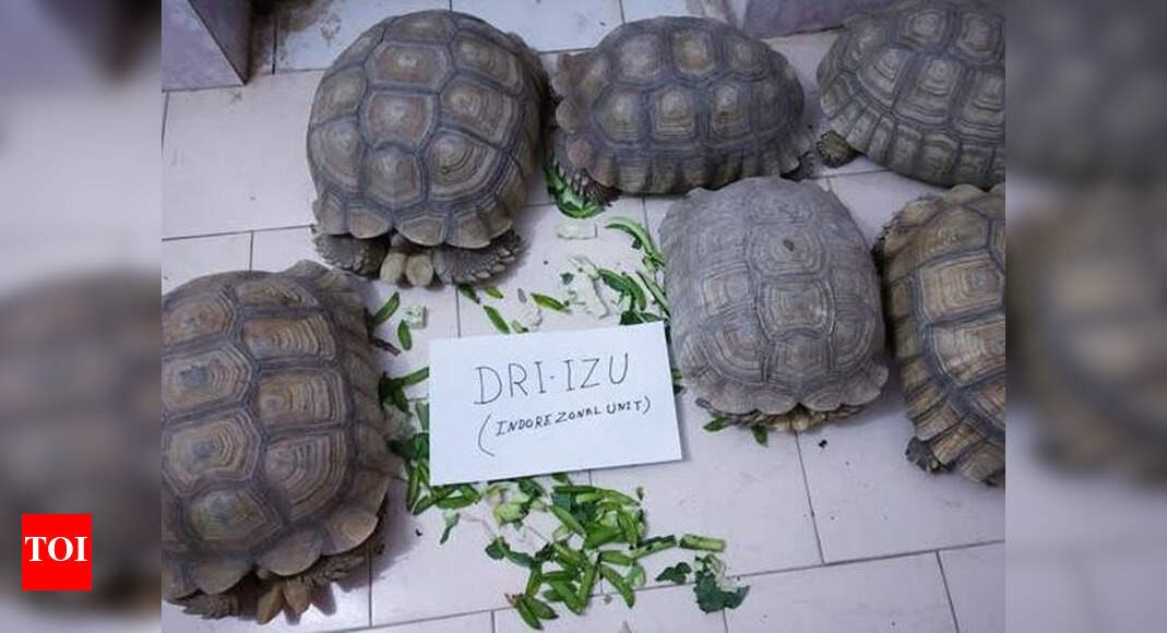 Madhya Pradesh Two Smugglers Held With 6 Exotic Tortoises In Seoni Indore News Times Of India