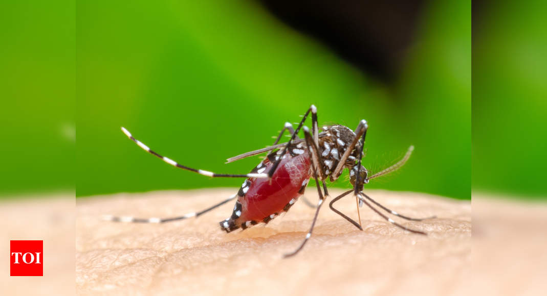 Home remedies for chikungunya virus