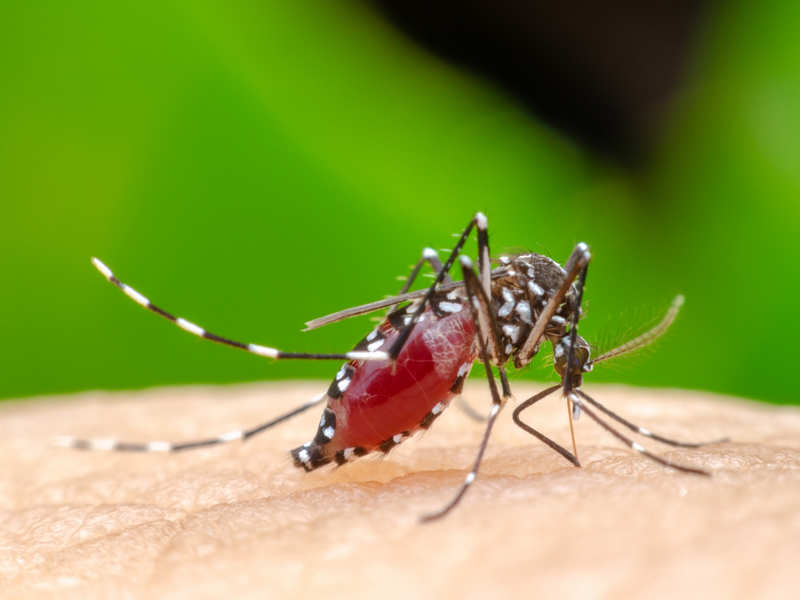 Chikungunya: Treatment and home remedies