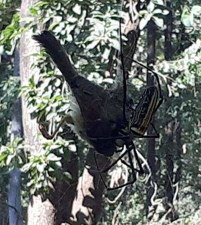 Melghat foresters record bird caught in spider web