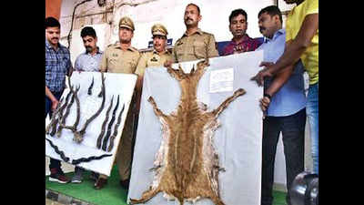 Deer skin, antlers worth Rs 47 lakh found in car, three held