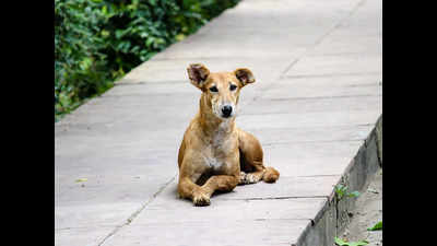 In a first, stray dogs to be counted under livestock census