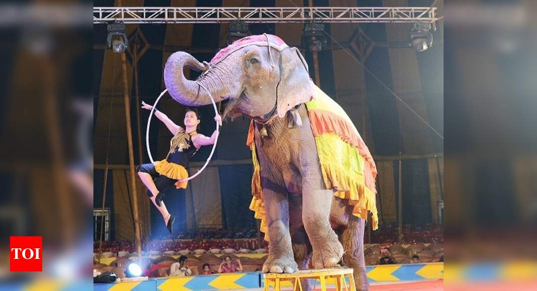 Will lack of animal performers sound the death knell for circus? | Events  Movie News - Times of India