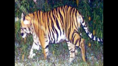 Tiger triggers panic in Sarni residential area, attacks cow