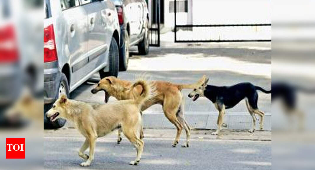 Panchkula stray dogs to finally get a house Chandigarh News Times