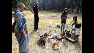 PfA adoption camp gives stray dogs permanent home in city