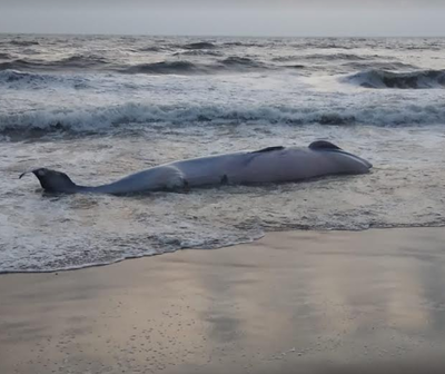 Chennai: Carcass Of Bryde’s Whale Washed Ashore Near Chennai 