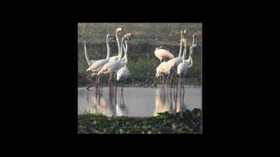 Is pollution taking a toll on flamingos in Najafgarh?