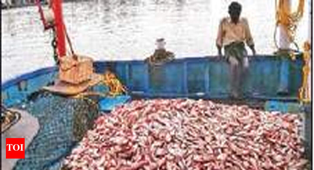 minimum legal size (MLS) Juvenile fish catching continues despite