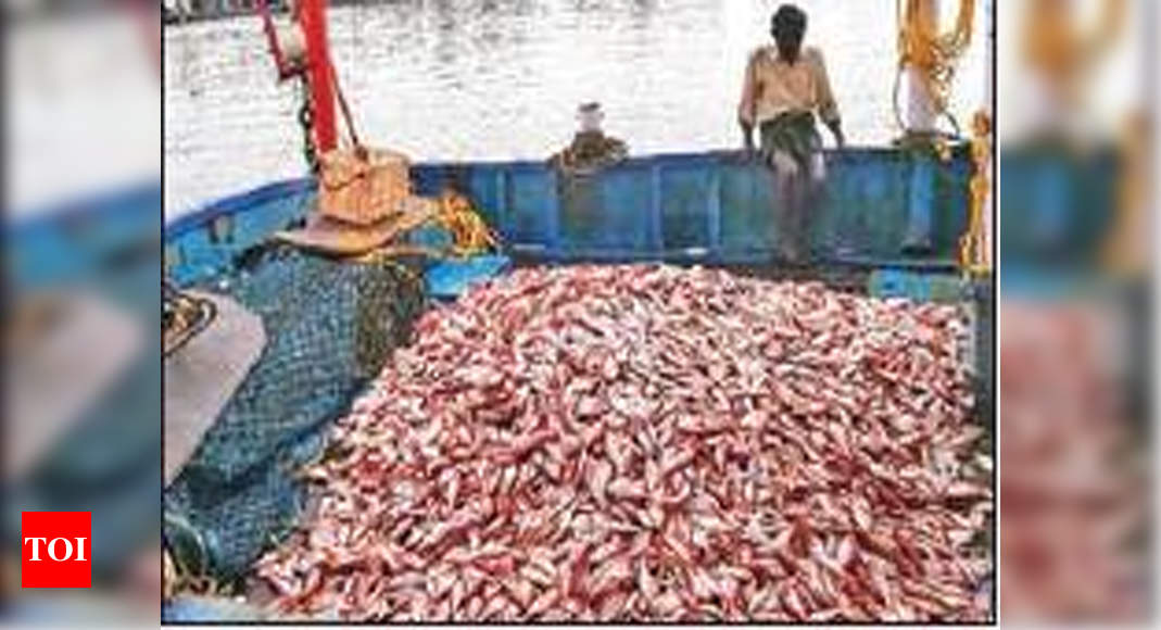 minimum-legal-size-mls-juvenile-fish-catching-continues-despite