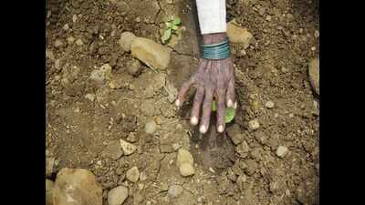 Central team to assess crop damage in Maharashtra | Mumbai News - Times ...