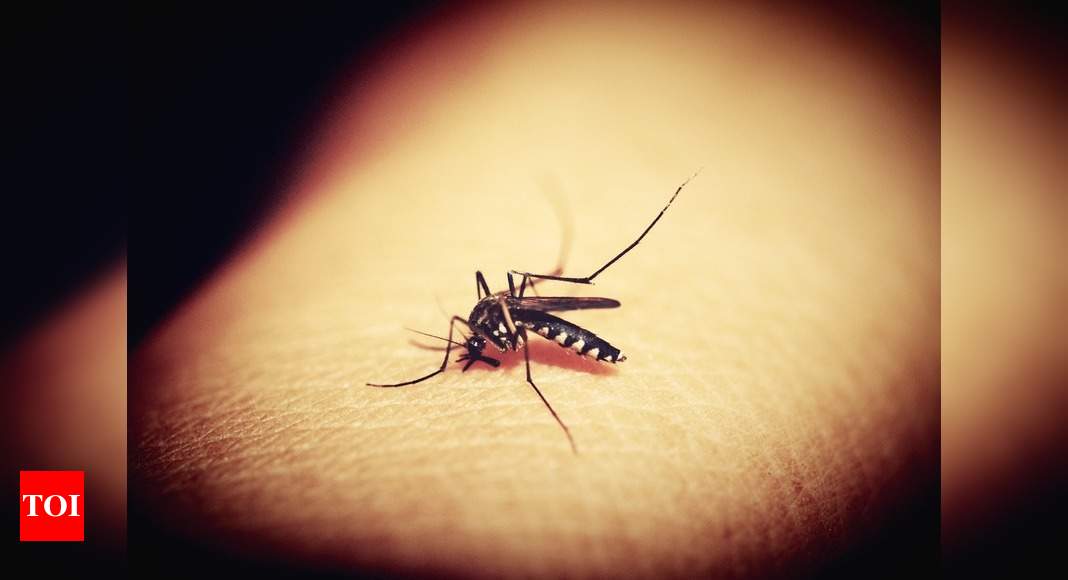 They Can't Bite Through Clothes And Are Attracted To The Smell Of Blood -  Mosquito Myths Debunked | HuffPost UK Life