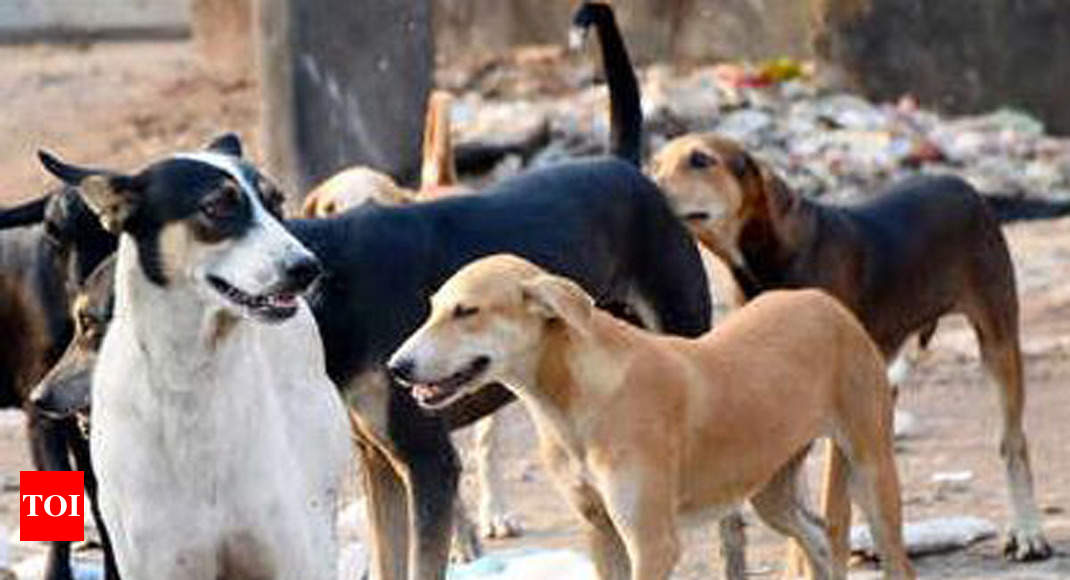 Over 2L suffered dog bite in Uttarakhand in 5 years | Dehradun News ...