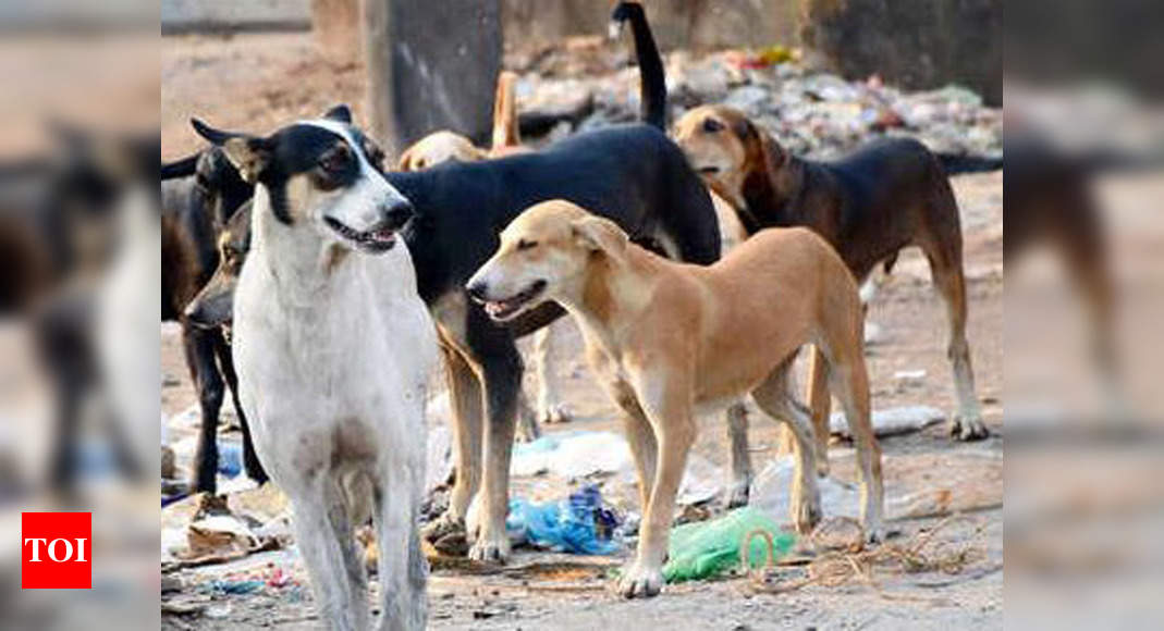 Over 2L suffered dog bite in Uttarakhand in 5 years | Dehradun News ...