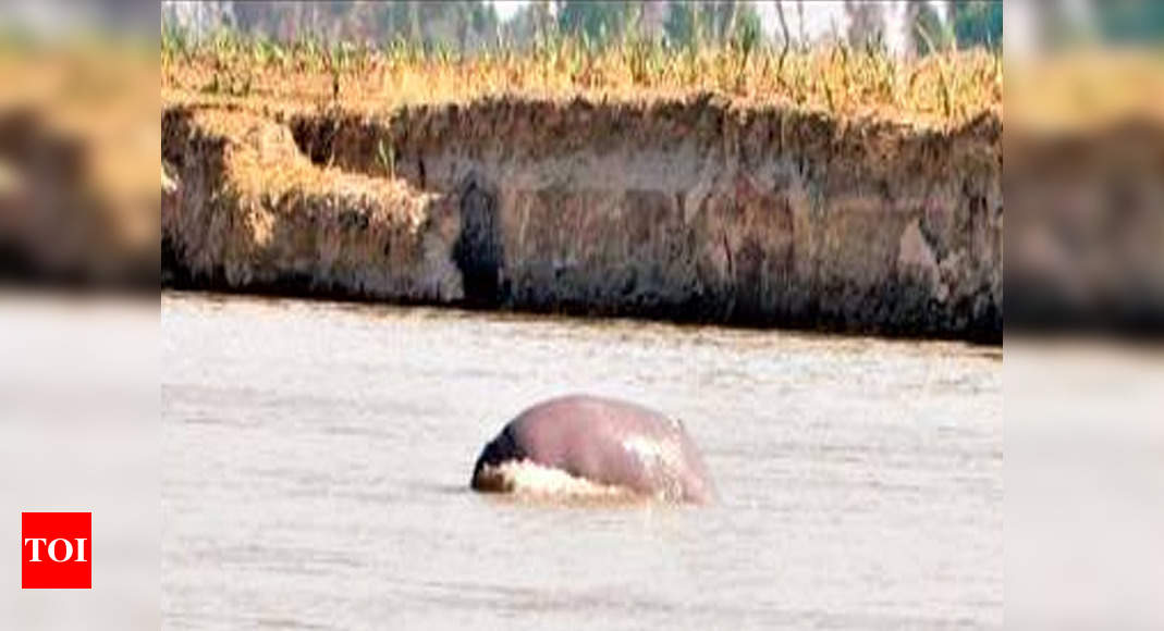 Indus River dolphins survive onslaught of human-induced disruptions ...