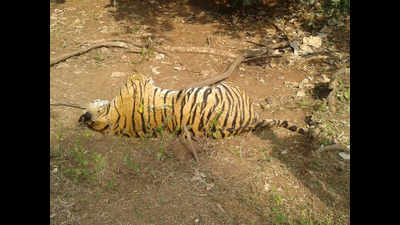 Madhya Pradesh: Tiger found dead in Ratapani, paws severed