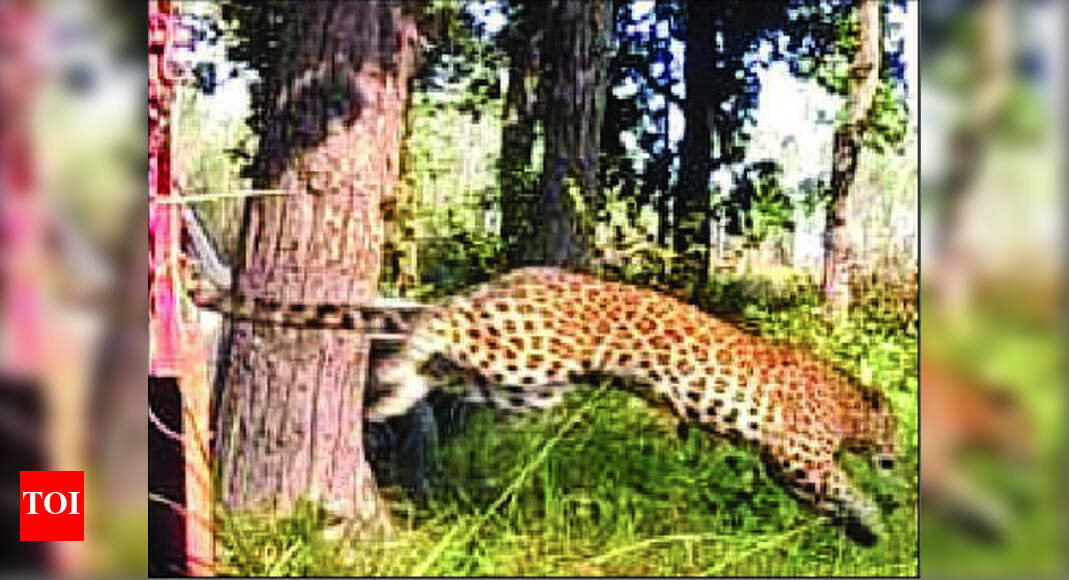 Pilibhit Tiger Reserve: Trapped leopard which had killed 25 cattle ...