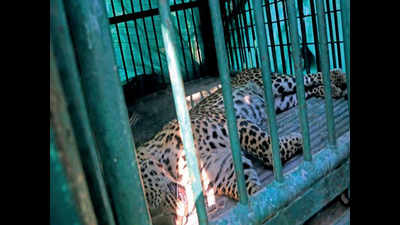 Leopard pugmarks cause scare near Gandhinagar
