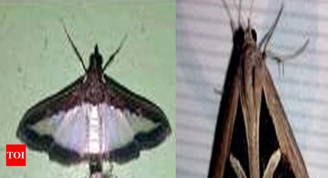 Two rare moth species spotted near Patchamalai | Trichy News - Times of ...