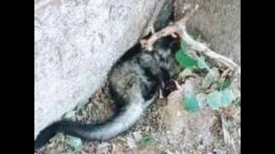 Injured Asian palm civet rescued from Mehrauli