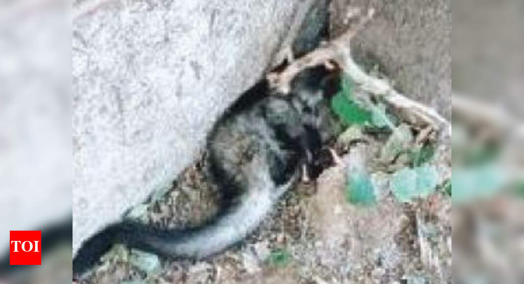 Injured Asian palm civet rescued from Mehrauli Delhi News Times of India