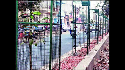 Saplings crowded under green drive, Agra Municipal Corporation to act
