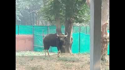 Patna zoo gets new inmates from Mysore