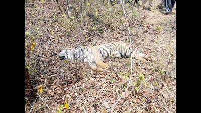 Maharashtra: Tiger electrocuted in farm near Tadoba-Andhari Reserve