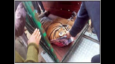 Elusive Sarni tiger captured, carcass of another found in Bandhavgarh