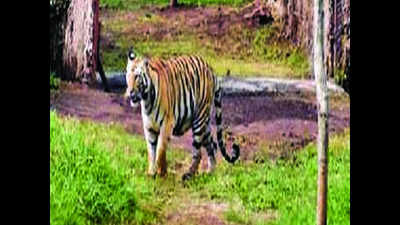 ‘Captivity taking edge off Sundari’s animal instincts’
