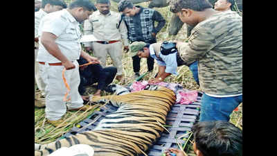 Maharashtra tiger, which travelled 510km and killed two, captured in Madhya Pradesh