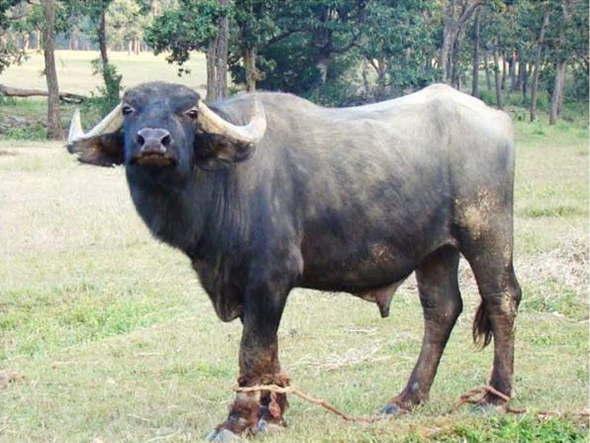 Eccie Buffalo