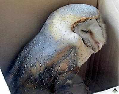 Delhi Barn Owl Caught In Manjha Freed Delhi News Times Of India