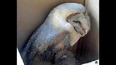 Delhi: Barn owl caught in manjha freed