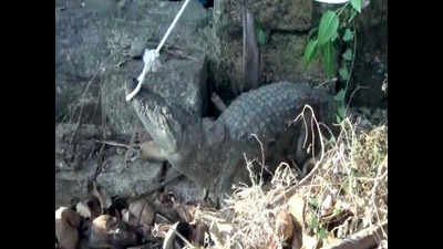 Six-foot croc rescued from Kodinar village
