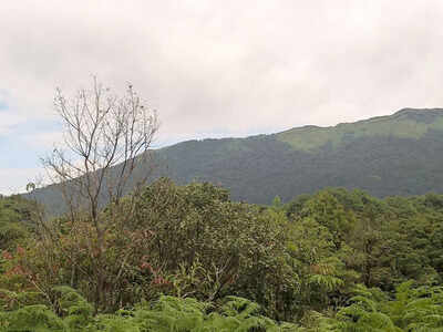 Leopard kills monk meditating in Maharashtra forest | Nagpur News